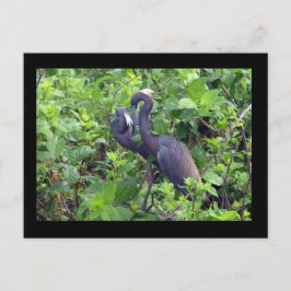 Heron Couple Postcard Postkarte