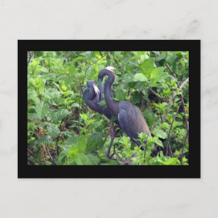 Heron Couple Postcard Postkarte