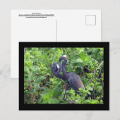Heron Couple Postcard Postkarte (Vorne/Hinten)