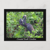 Heron Couple Postcard Postkarte (Vorderseite)