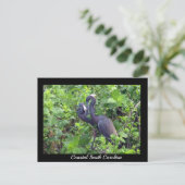 Heron Couple Postcard Postkarte (Stehend Vorderseite)
