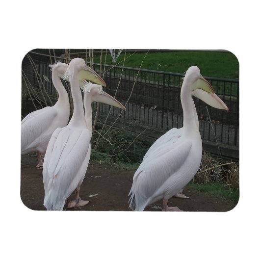 Heron Family 3"x4" Magnet (Horizontal)