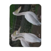 Heron Family 3"x4" Magnet (Vertikal)