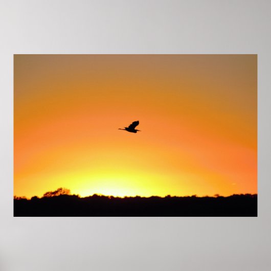 Heron Flying am Sunset Foto Poster (Vorne)