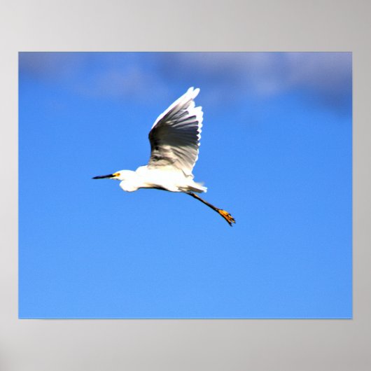 Heron Flying Foto Poster (Vorne)