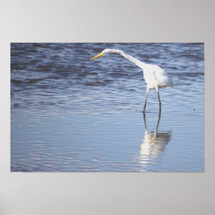 Heron Foto Poster