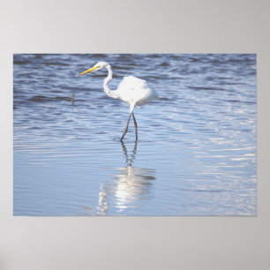 Heron Foto Poster