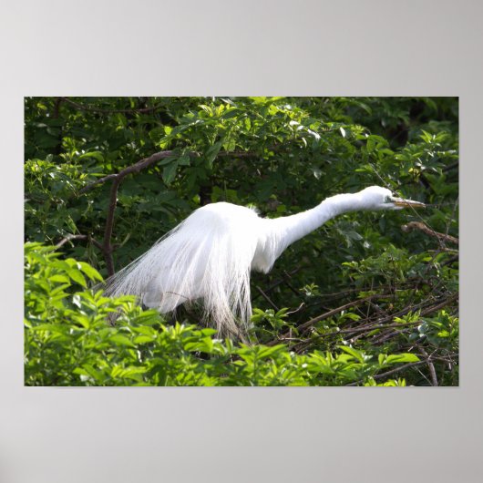Heron Foto Poster (Vorne)