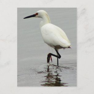 Heron Foto Postkarte