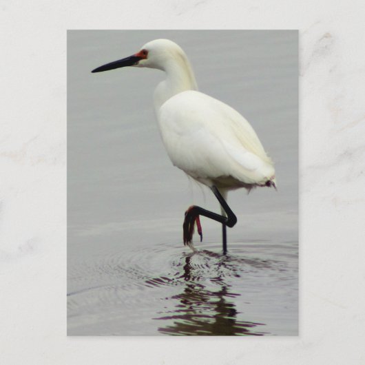 Heron Foto Postkarte (Vorderseite)