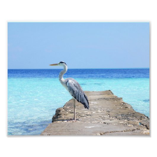 Heron Foto Print (Vorne)