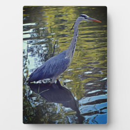 Heron Fütternd im Teich bei RHS Wisley, Vereinigte Fotoplatte