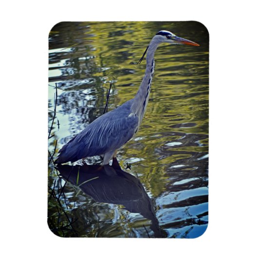 Heron Fütternd im Teich bei RHS Wisley, Vereinigte Magnet (Vertikal)