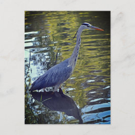 Heron Fütternd im Teich bei RHS Wisley, Vereinigte Postkarte