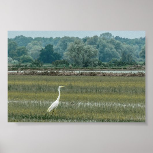 Heron im Grasplakat Poster (Vorne)