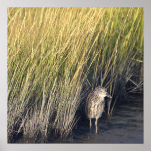 Heron im Grasplakat Poster