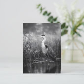 Heron in Marsch Schwarz und Weiß Postkarte (Stehend Vorderseite)