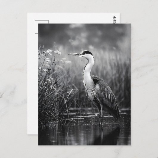 Heron in Marsch Schwarz und Weiß Postkarte (Vorne/Hinten)