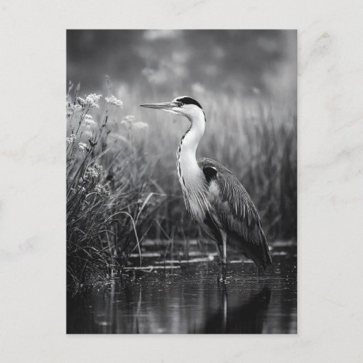 Heron in Marsch Schwarz und Weiß Postkarte (Vorderseite)