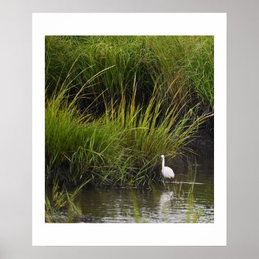 Heron in Marsh Poster (Vorne)