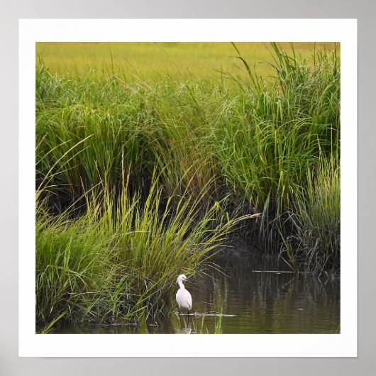 Heron in Marsh Poster (Vorne)
