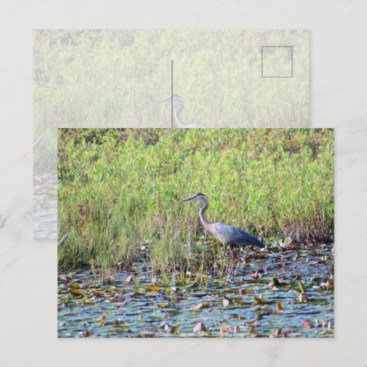 Heron P640 Postkarte (Vorne/Hinten)