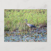 Heron P640 Postkarte (Vorderseite)