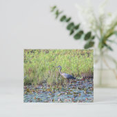 Heron P640 Postkarte (Stehend Vorderseite)