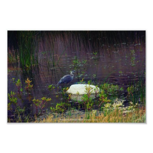 Heron P9687 Fotodruck (Vorne)