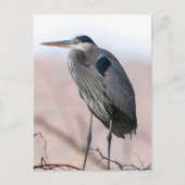 Heron Postcard Postkarte (Vorderseite)