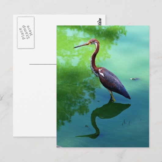 Heron Postkarte (Vorne/Hinten)