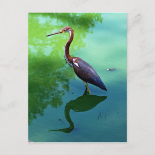 Heron Postkarte