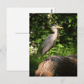 Heron Postkarte (Vorne/Hinten)