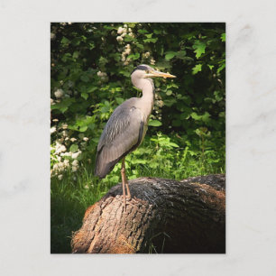 Heron Postkarte