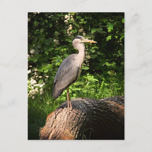 Heron Postkarte (Vorderseite)