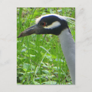 Heron Profil Postkarte