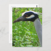 Heron Profil Postkarte (Vorne/Hinten)