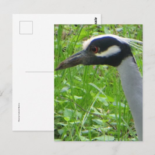 Heron Profil Postkarte (Vorne/Hinten)