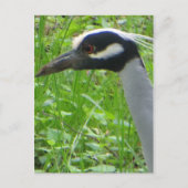Heron Profil Postkarte (Vorderseite)