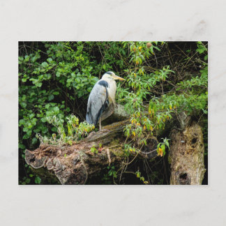 Heron. Roath Park Lake, Cardiff, Wales Postkarte