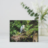 Heron. Roath Park Lake, Cardiff, Wales Postkarte (Stehend Vorderseite)