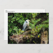 Heron. Roath Park Lake, Cardiff, Wales Postkarte (Vorne/Hinten)