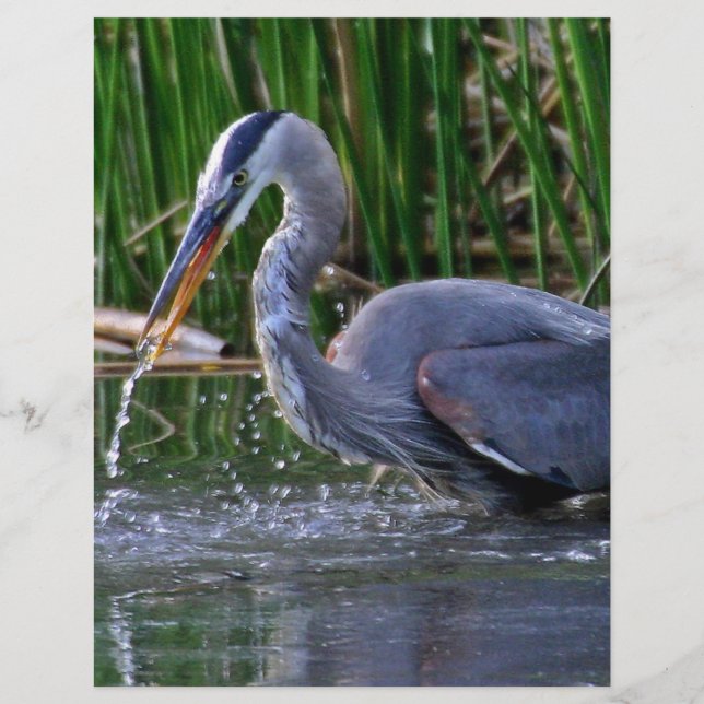 Heron Splash (Vorderseite)