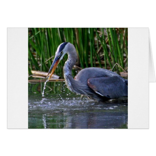 Heron Splash (Vorderseite (Horizontal))