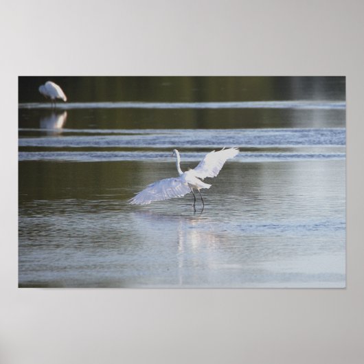 Heron Spreading Wings Foto Poster (Vorne)