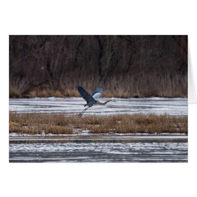 Heron Start (Vorderseite (Horizontal))
