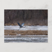 Heron Start Postkarte (Vorderseite)
