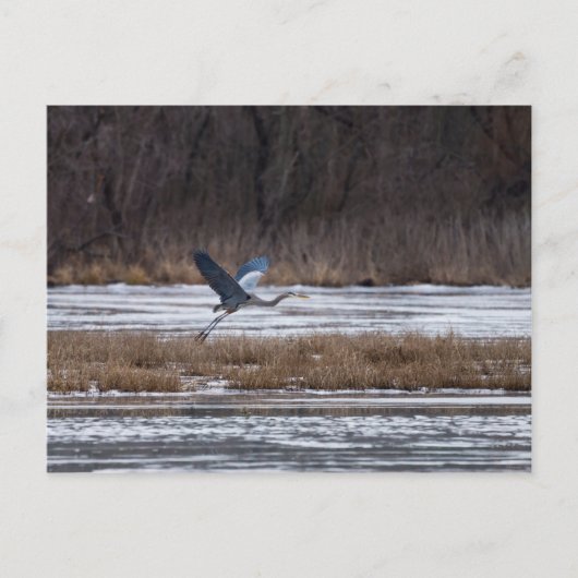 Heron Start Postkarte (Vorderseite)