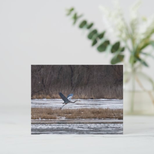 Heron Start Postkarte (Stehend Vorderseite)