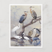 Heron und Egret Vintag Postcard Postkarte (Vorderseite)